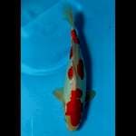 HIROMI.  DOITSU KOHAKU 30CM 