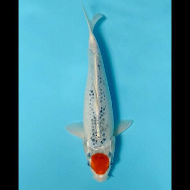 KIYOMI.  TANCHO GHOSIKI 33CM