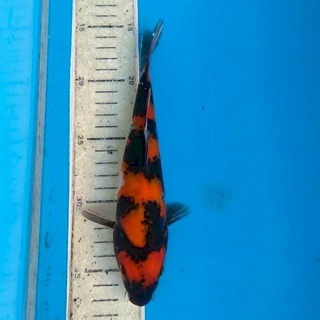 Hi showa 21cm