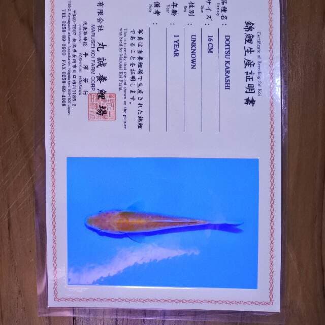 Doitsu karashi (Marusei) 16 cm. import dan sertifikat