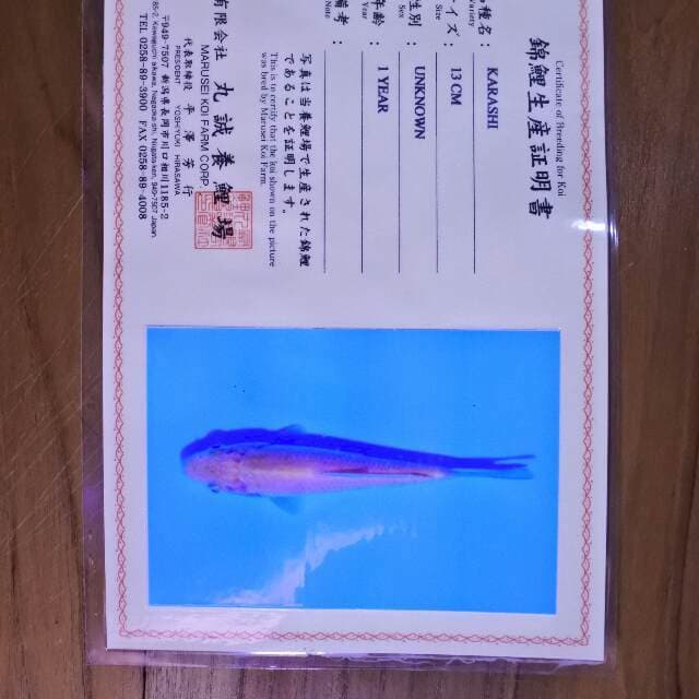 Karashi (Marusei) 13 cm. import dan sertifikat