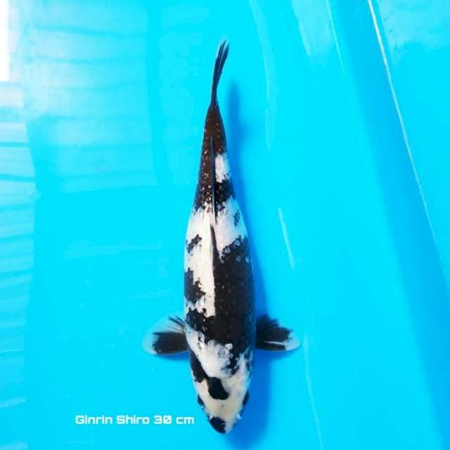 Shiro ginrin Cantik
