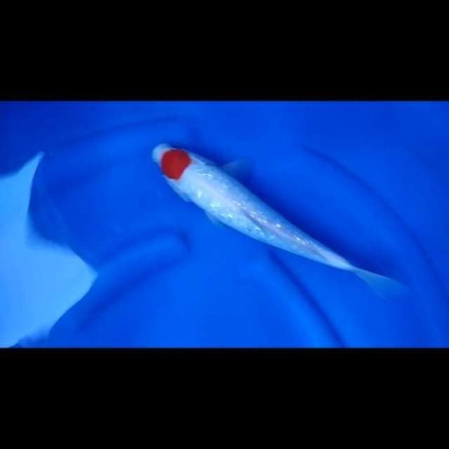 Tancho Kohaku Full Ginrin