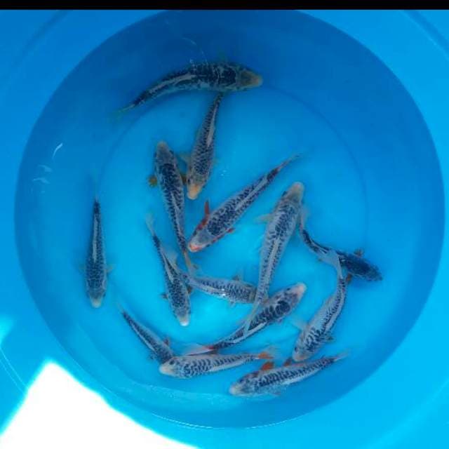 mix asaghi araggoke 14 ekor