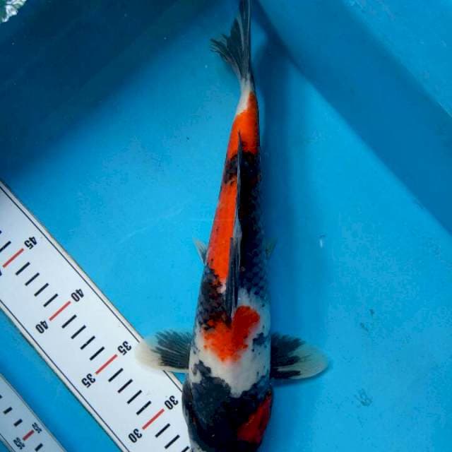 Showa Mutogoro 32cm
