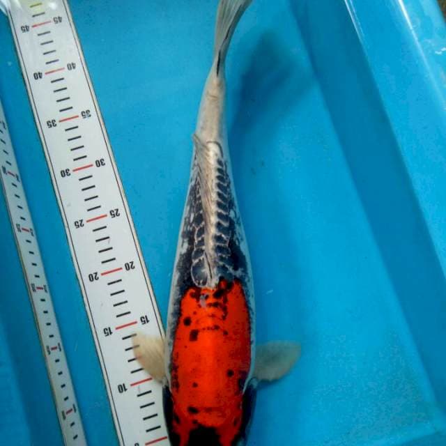 Kikokuriyu 45cm