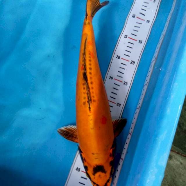 Banana 40cm(Doit)