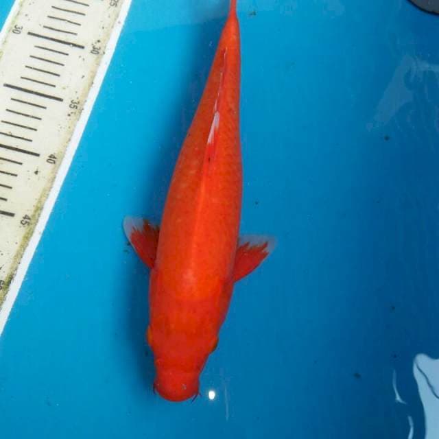 Benigoi hampir tembus 34cm