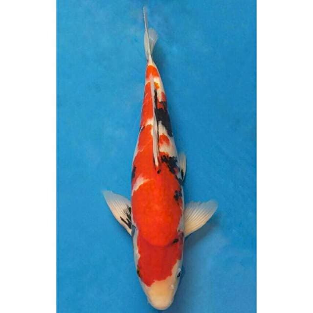 Okawa Jumbo Male Showa