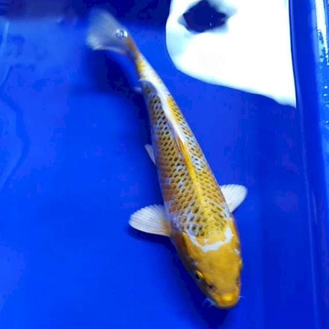 Hariwake mulus 27cm