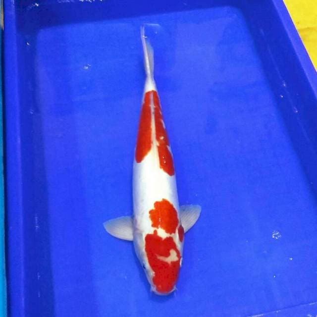 Kohaku doitsu murni merah