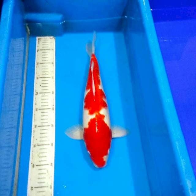 Kohaku jantan