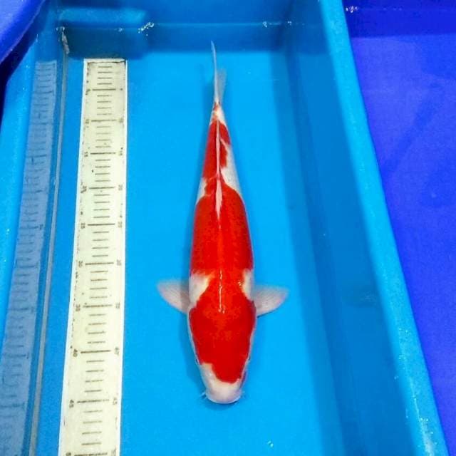 Kohaku jantan