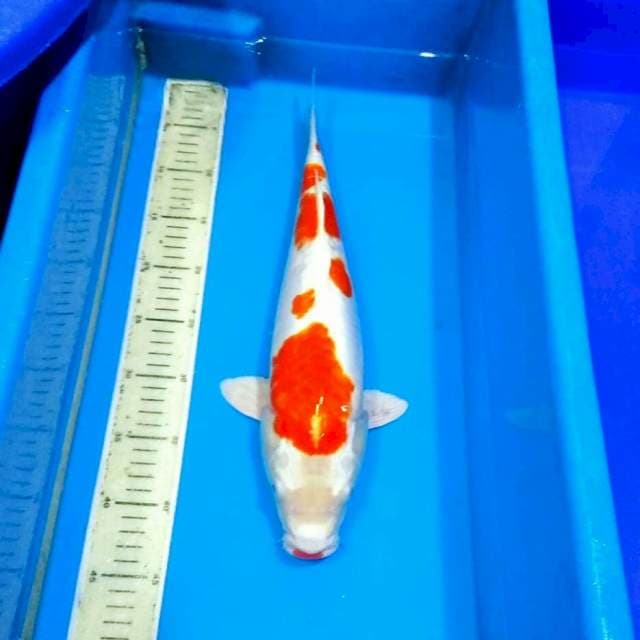 Kohaku calon Jumbo
