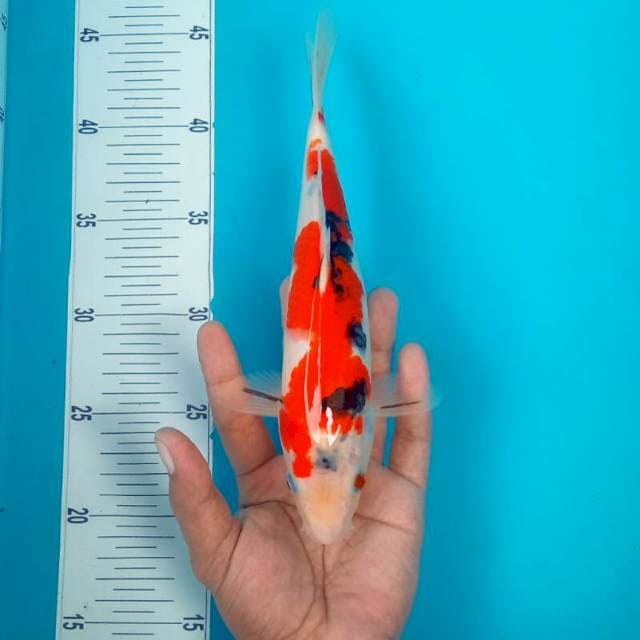 Sanke || 25cm