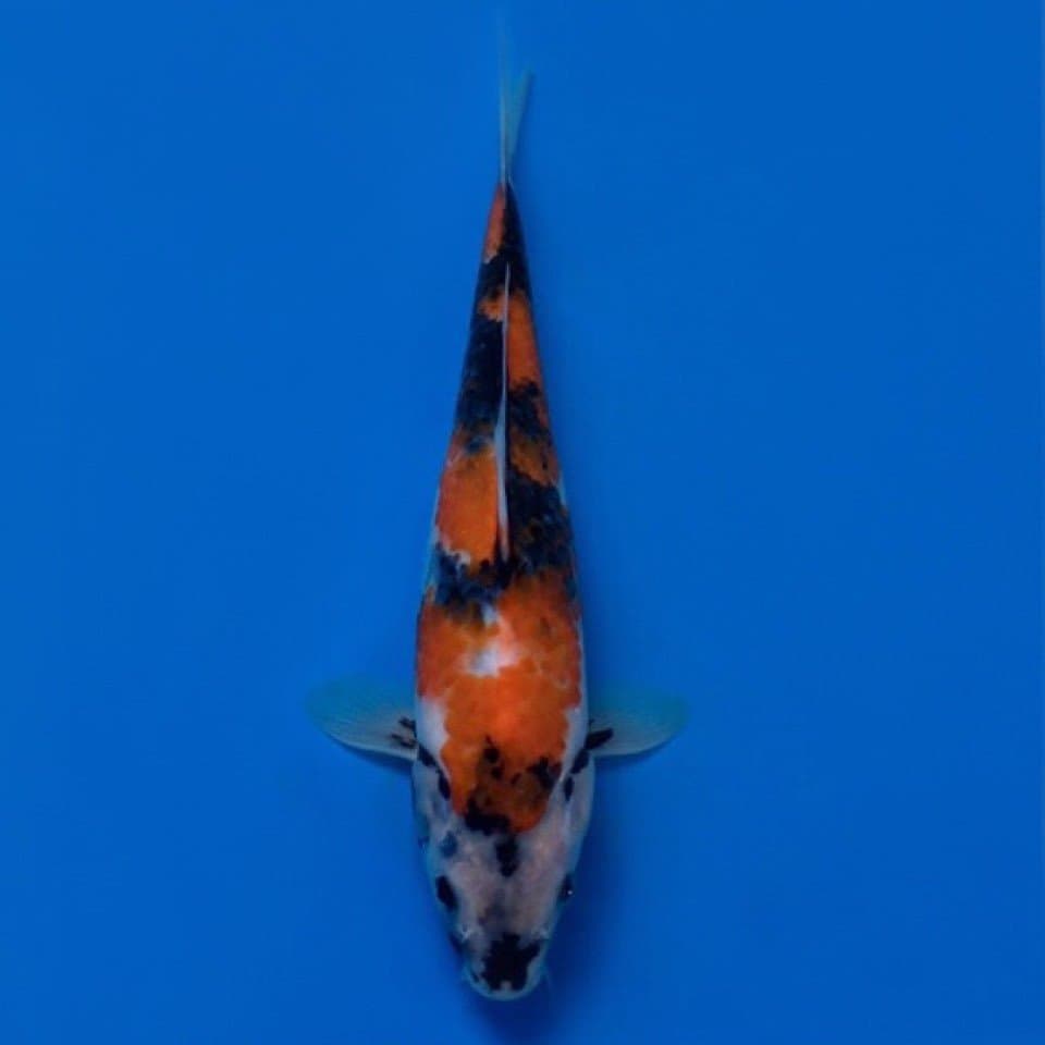 showa hq 27cm