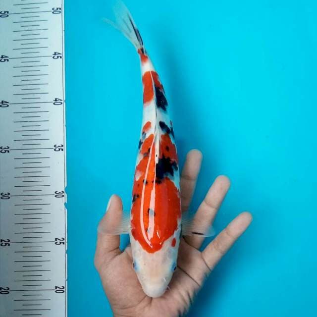 Sanke || 30cm