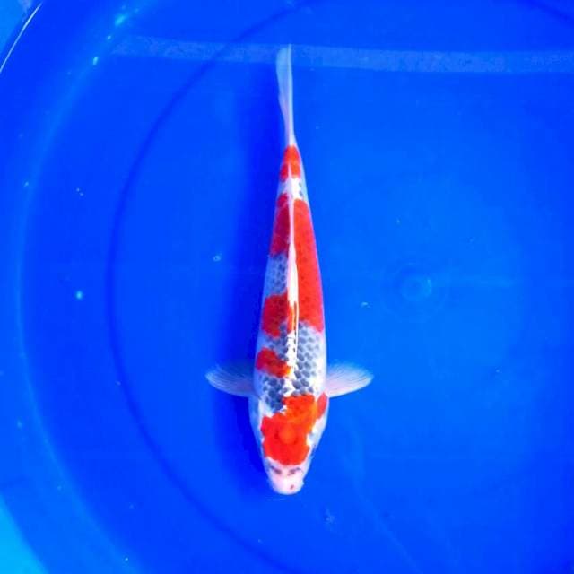 Ghosiki || 30cm