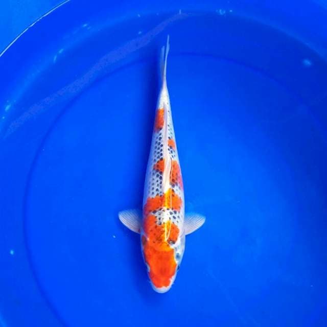Ghosiki step_step || 30cm