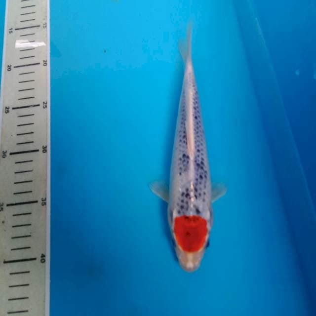 Tancho Kujaku 23 cm