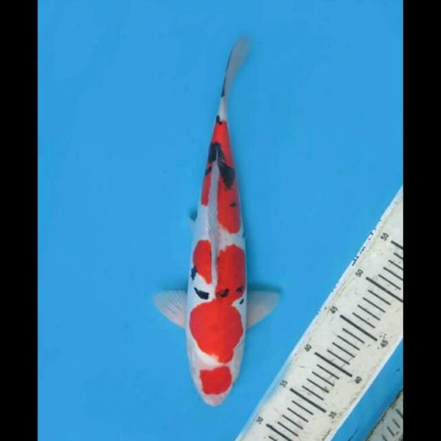 40cm Male - Sanke Doitsu Murni Sq 
