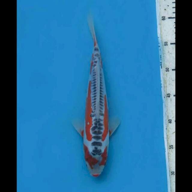 28cm Male - Shusui Sq