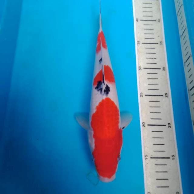 Sanke 29 cm