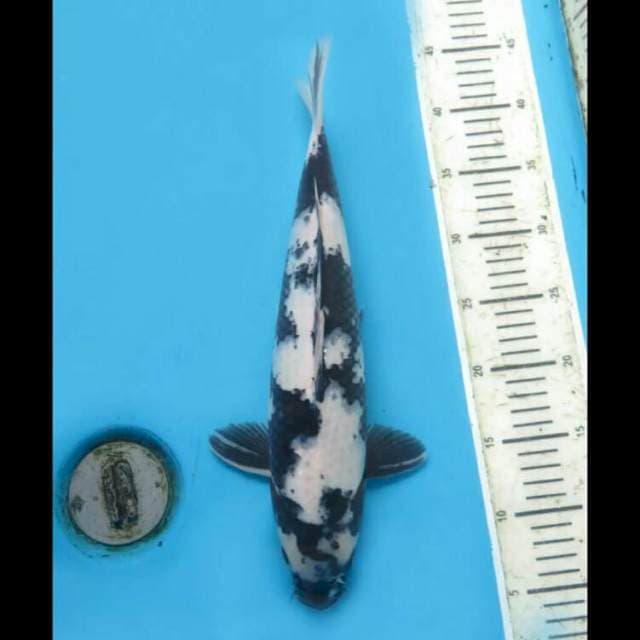 38cm Male - Shiro Utsuri Good Patern