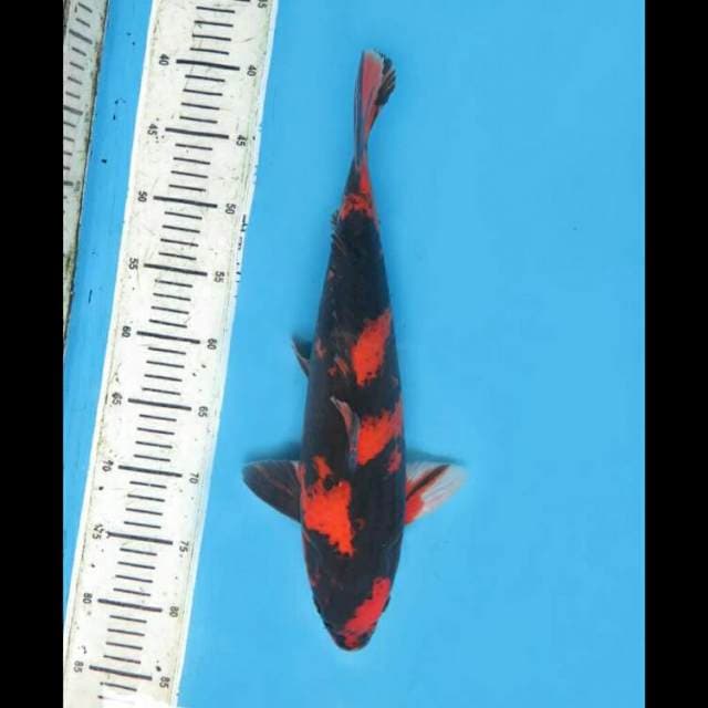39cm Male - Showa Super Strong 