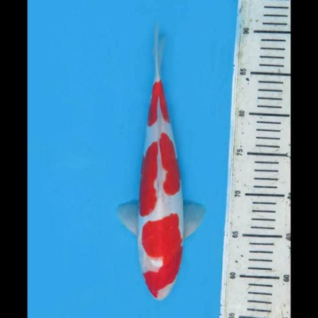 32cm Male - Red Kohaku Doitsu 