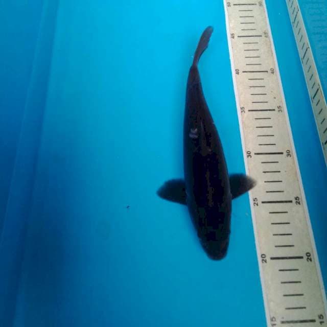 Karasu 23 cm