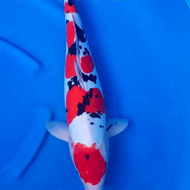 Maruten Sanke doitsu jumbo