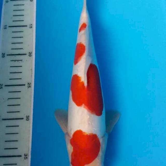 kohaku doitsu