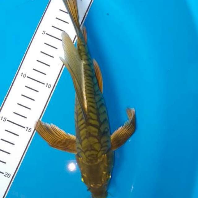 Cagoi hijau kumpay