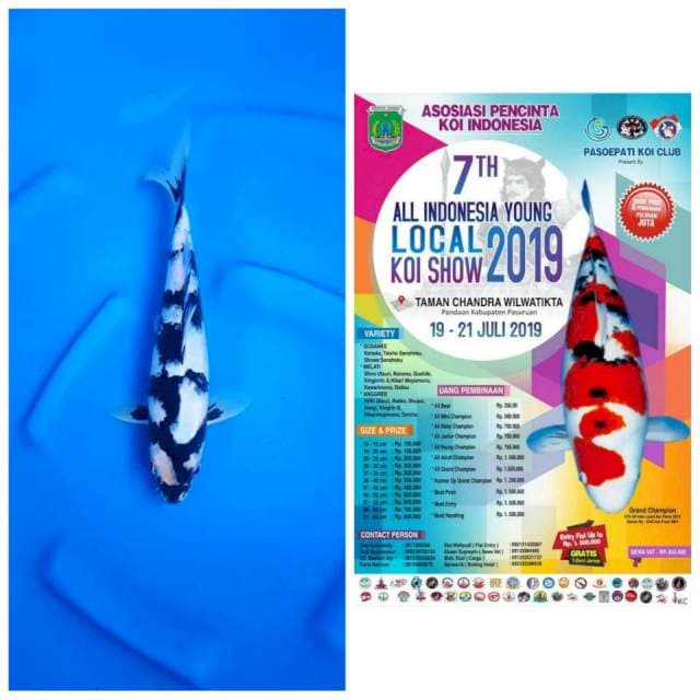 Ready show, shiro utsuri