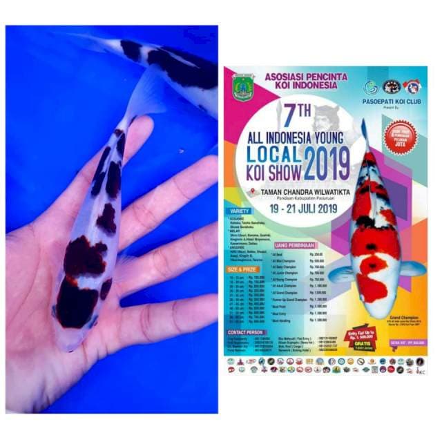Ready show, budo goromo