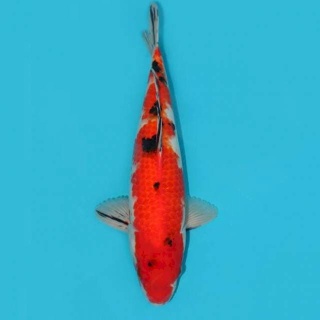 SANKE 40CM