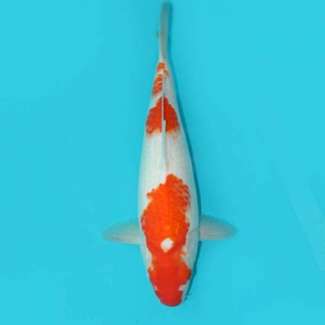 KOHAKU 35 CM