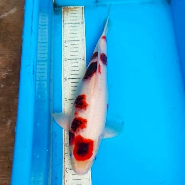 Goromo 39cm