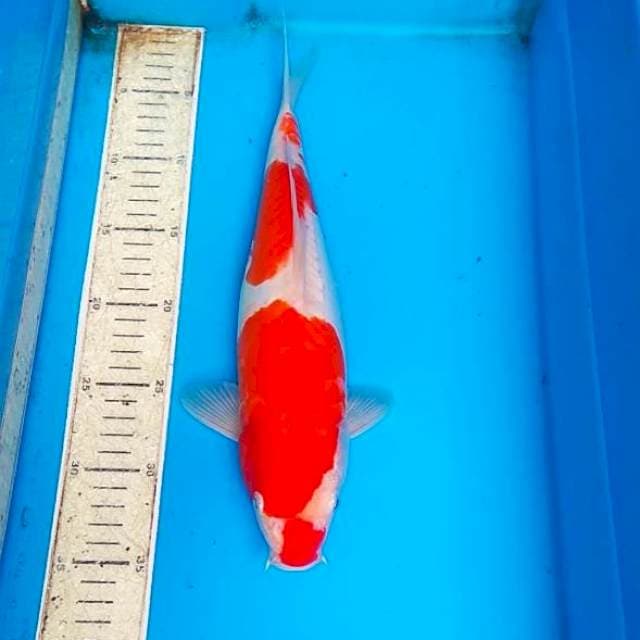 Kohaku hikari 35cm