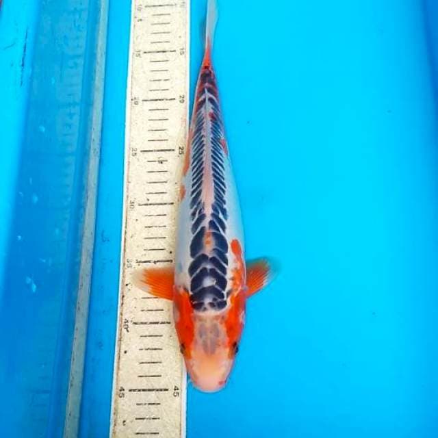 Shusui F1 35cm 