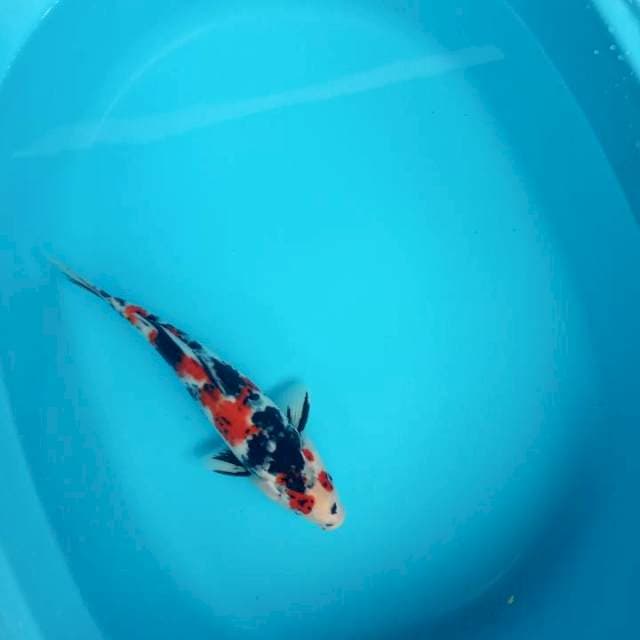 Jantan