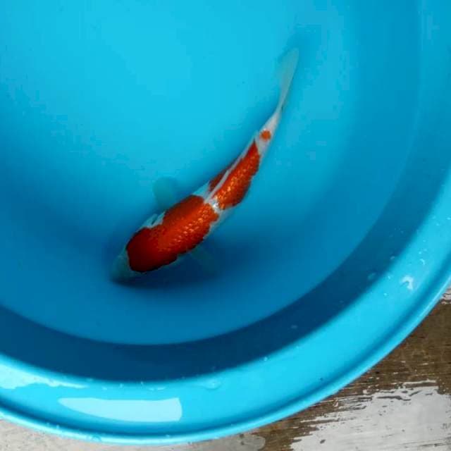 Kohaku