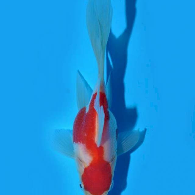 Tamasaba (Marushin) 14cm. Import & sertifikat