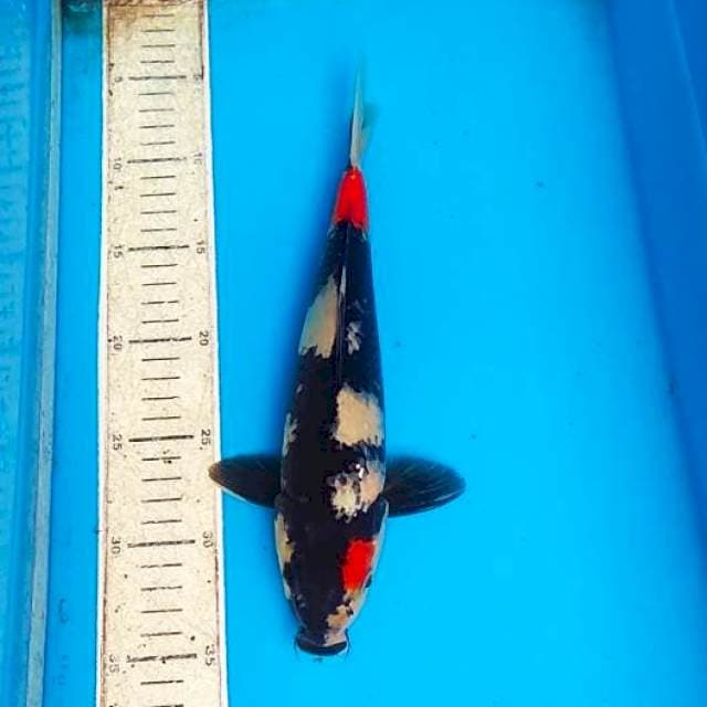 Showa 29cm