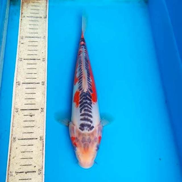 Shusui 30cm F1