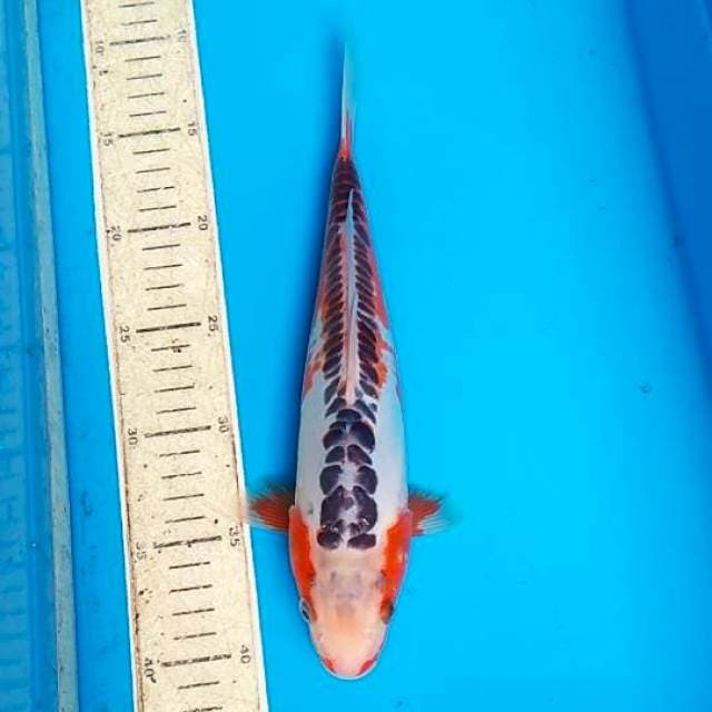 Shisui 30cm F1