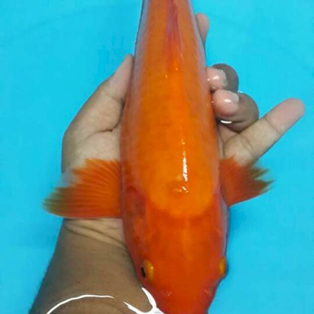 Benigoi 