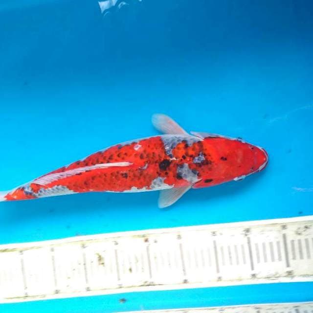 Goshiki jumbo 47