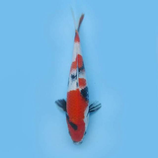 SHOWA SANSHOKU GOOD QUALITT